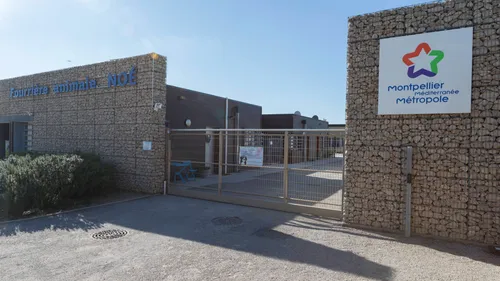 Les abandons d'animaux se multiplient à la SPA de Montpellier